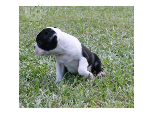 Boston Terrier κουτάβια (LUCY) για υιοθεσία